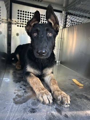 Shelter Stray Female Dog last seen Fort Worth, TX 76133, Fort Worth, TX 76119