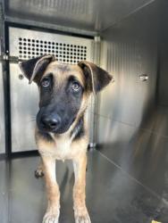Shelter Stray Female Dog last seen Fort Worth, TX 76133, Fort Worth, TX 76119