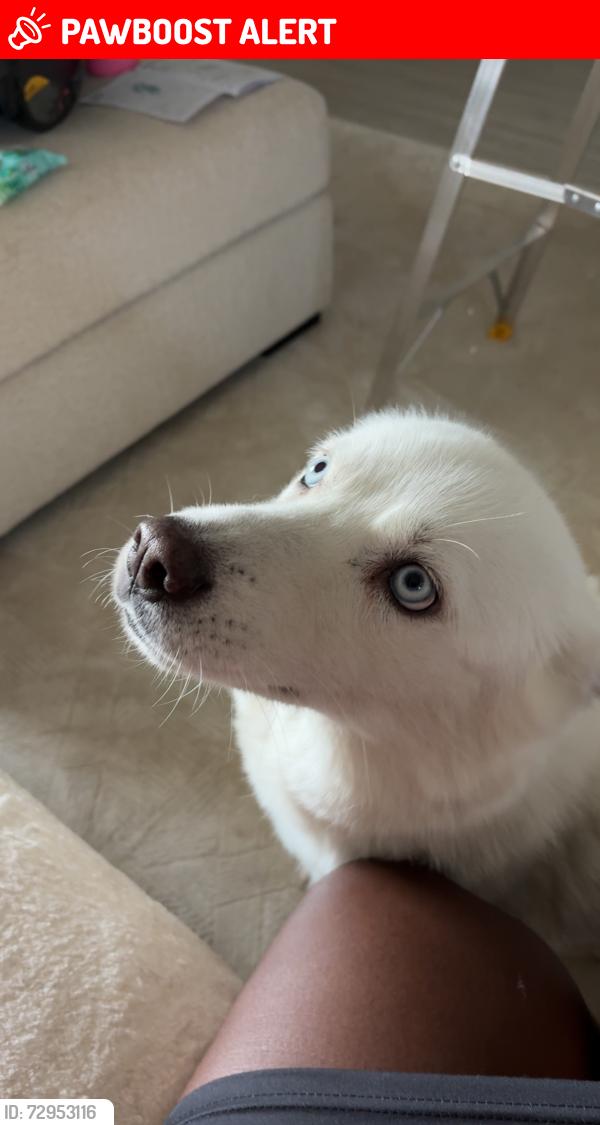 Lost Female Dog last seen Berkshire ests , Kaufman County, TX 75126