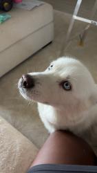 Lost Female Dog last seen Berkshire ests , Kaufman County, TX 75126