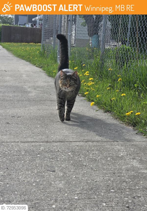 Found/Stray Female Cat last seen Queltch st & pascoe ave, Winnipeg, MB R3E