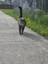 Found/Stray Female Cat last seen Queltch st & pascoe ave, Winnipeg, MB R3E