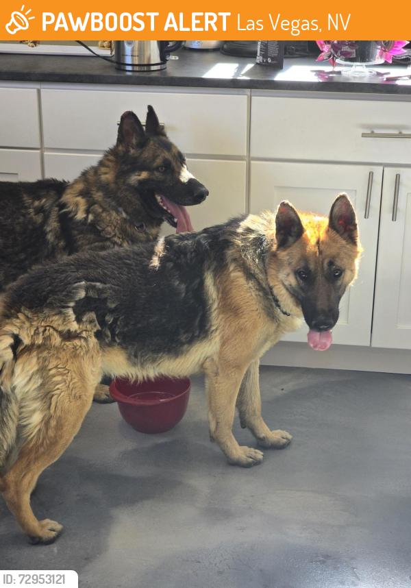 Found/Stray Male Dog last seen On Lindell between W Sahara & Oakey, Las Vegas, NV 89146