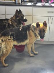 Found/Stray Male Dog last seen On Lindell between W Sahara & Oakey, Las Vegas, NV 89146