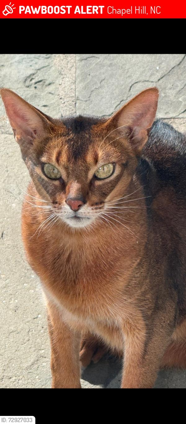 Lost Male Cat last seen Cherry, in Governors Club, Chapel Hill, NC 27517