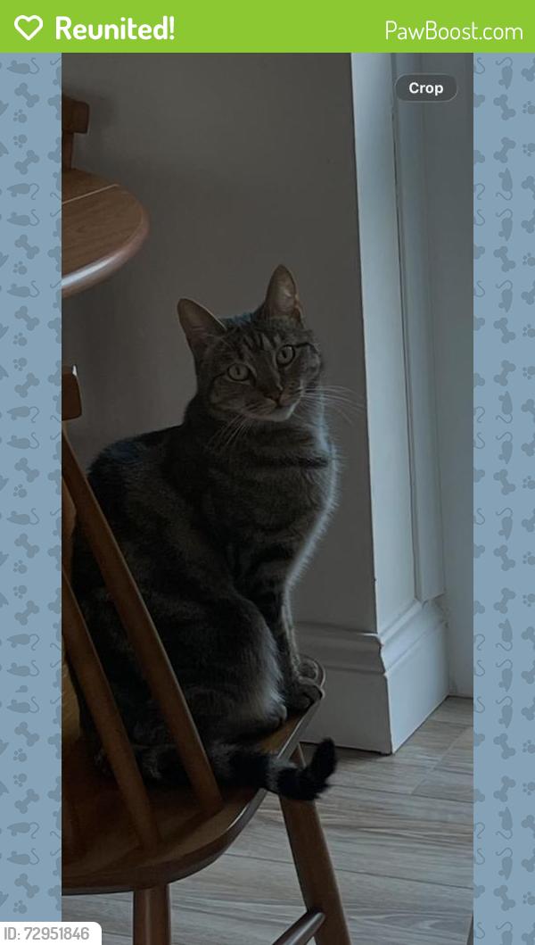Reunited Female Cat last seen Clarence Doad, Sutton, Greater London, England SM1