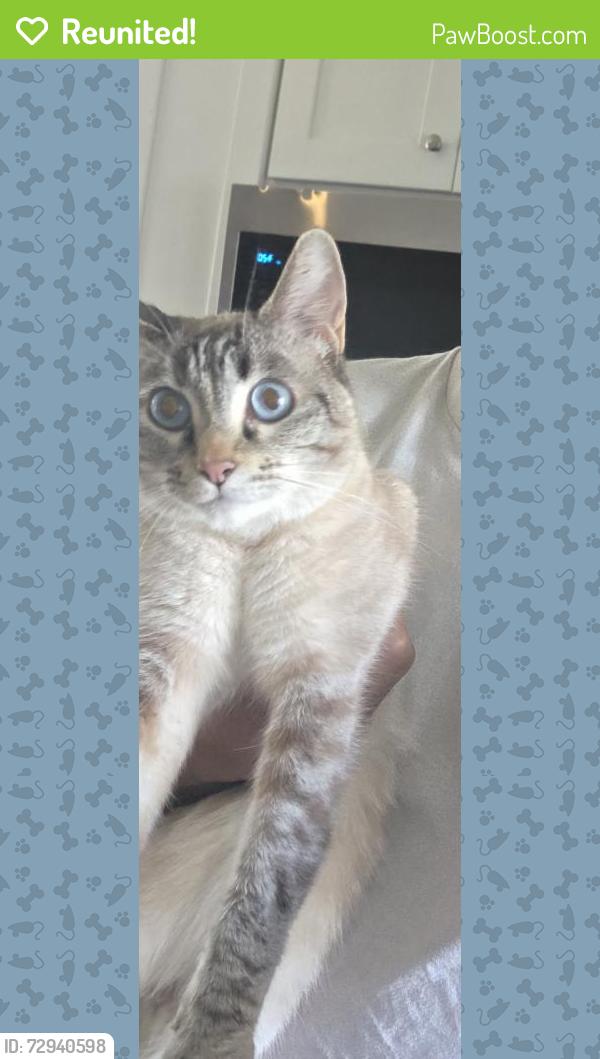 Reunited Female Cat last seen Near Rumford Ave, Mansfield MA, Mansfield, MA 02048