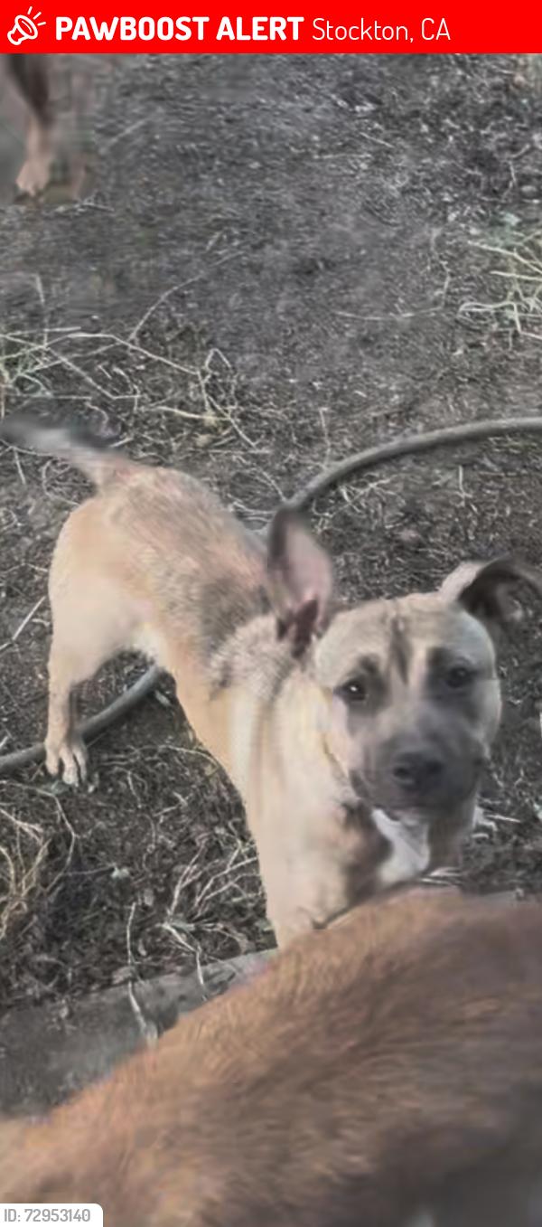 Lost Female Dog last seen E Apline ave, Stockton, CA 95204
