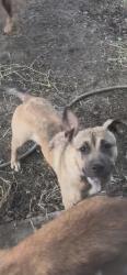 Lost Female Dog last seen E Apline ave, Stockton, CA 95204