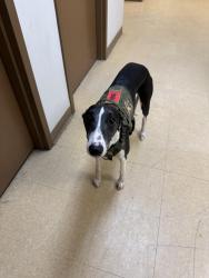 Lost Male Dog last seen he was last seen at my address, running west , Fayette County, GA 30214
