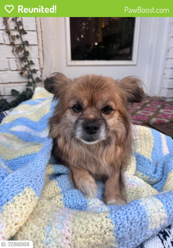 Reunited Female Dog last seen NW 83rd Street and MacArthur, Oklahoma City, OK 73132