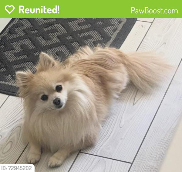 Reunited Female Dog last seen 44th street, Sacramento, CA 95824