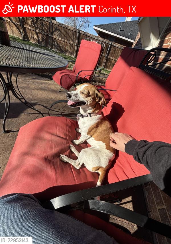 Lost Female Dog last seen Neighborhood behind the Harley Davison off of I35 south, Corinth, TX 76210