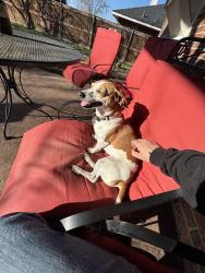 Lost Female Dog last seen Neighborhood behind the Harley Davison off of I35 south, Corinth, TX 76210