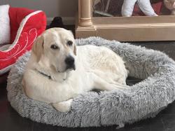 Reunited Female Dog last seen Mexico Road and Washington’s Crossing Across from Rock Creek Elementary School , O'Fallon, MO 63366
