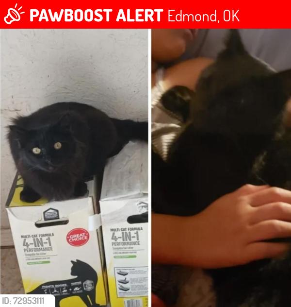 Lost Male Cat last seen Was lost on the interstate just before the Guthrie exit. , Edmond, OK 73034