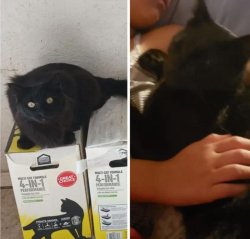 Lost Male Cat last seen Was lost on the interstate just before the Guthrie exit. , Edmond, OK 73034