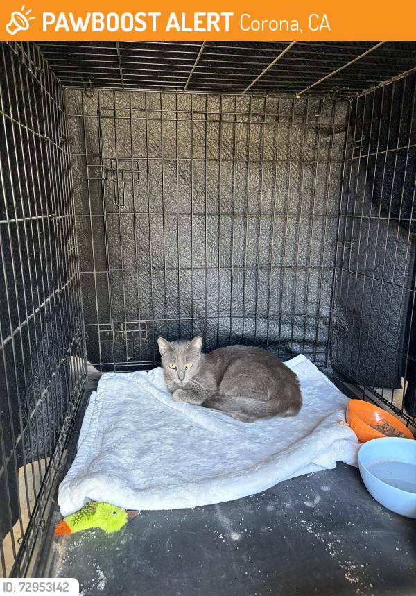 Found/Stray Female Cat last seen Magnolia ave / Rimpau ave, Corona, CA 92881
