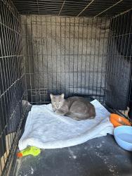 Found/Stray Female Cat last seen Magnolia ave / Rimpau ave, Corona, CA 92881