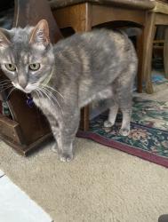 Reunited Female Cat last seen Taylor and Cerulean , Garden Grove, CA 92845