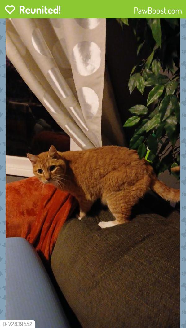 Reunited Male Cat last seen 194th & Stark, Portland, OR 97233