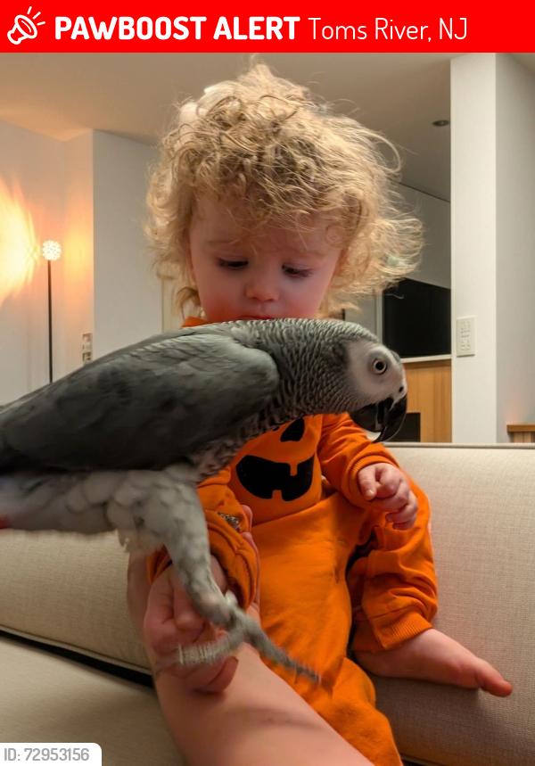 Lost Male Bird last seen Hyers street near the tennis courts, Toms River, NJ 08753