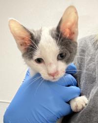 Shelter Stray Male Cat last seen Near Dickey Road NW, SILVERDALE, WA, 98383, Silverdale, WA 98383