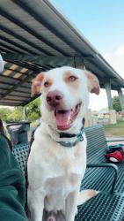 Reunited Male Dog last seen Roatler and Hillcrest , Frisco, TX 75035