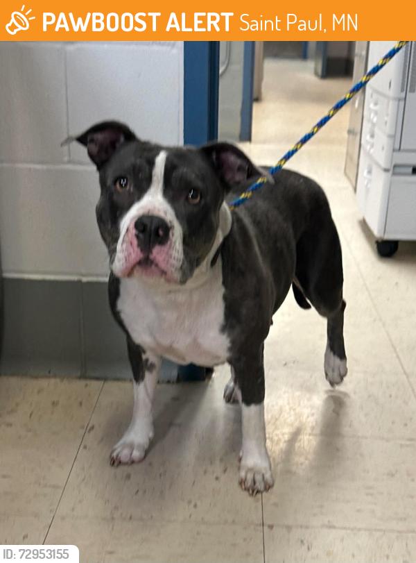 Found/Stray Female Dog last seen Anthony and Pascal, Saint Paul, MN 55104