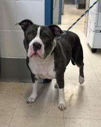 Found/Stray Female Dog last seen Anthony and Pascal, Saint Paul, MN 55104