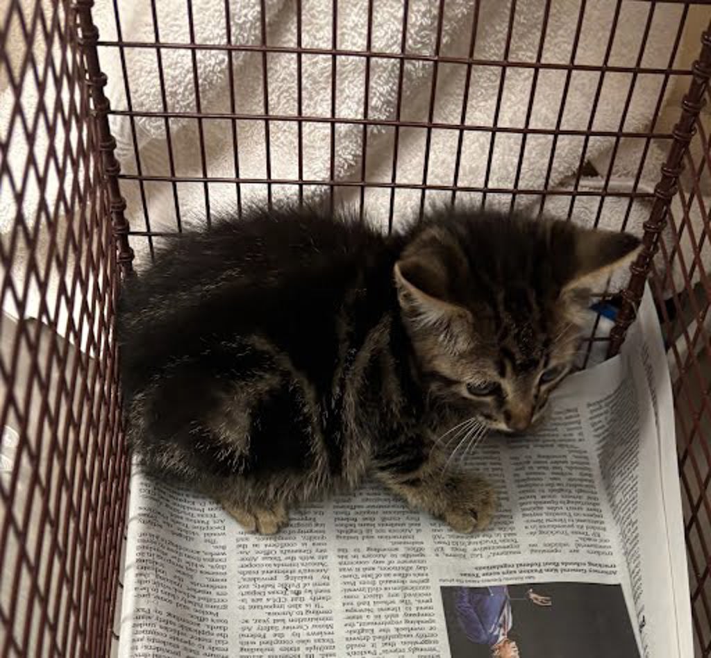 Shelter Stray Male Cat last seen Near Alcott Lane, AUSTIN, TX, 78748, Austin, TX 78702