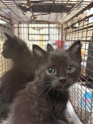 Shelter Stray Male Cat last seen Near Turtle Creek Boulevard, AUSTIN, TX, 78745, Austin, TX 78702