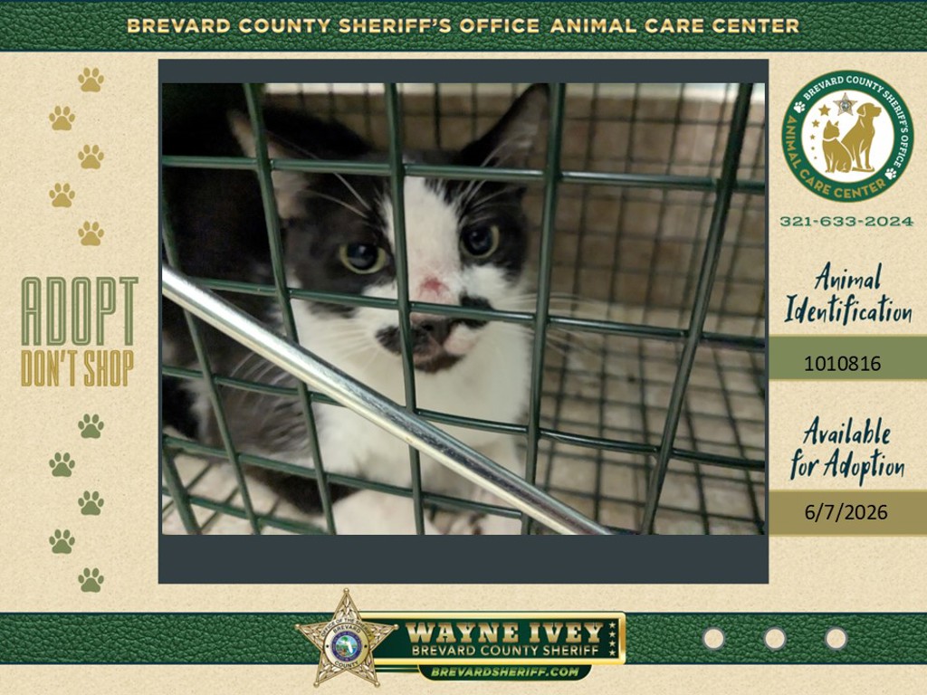 Shelter Stray Female Cat last seen Near Marengo Lane, TITUSVILLE, FL, 32780, Melbourne, FL 32934