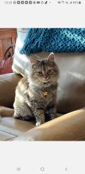 Reunited Female Cat last seen Shelby Court  and N First Street, Trenton, OH 45067