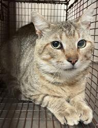 Shelter Stray Male Cat last seen NC, Raleigh, NC 27610