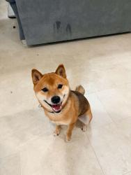 Reunited Male Dog last seen Straus Rd, Cedar Hill, TX 75104