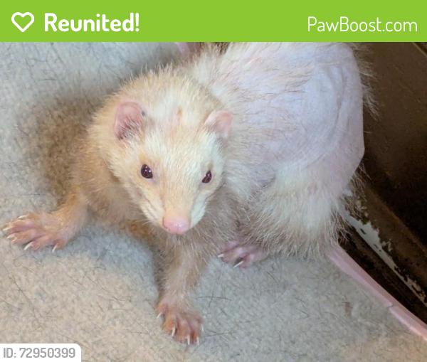 Reunited Female Ferret last seen Padanaram Road, Danbury, CT 06810