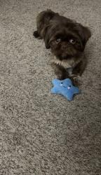 Lost Male Dog last seen Meadowmoor St, Fort Worth, TX 76133