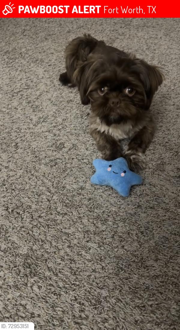Lost Male Dog last seen Meadowmoor St, Fort Worth, TX 76133