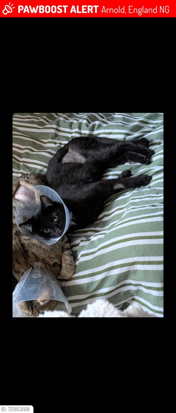 Lost Female Cat last seen Cross street , Arnold, England NG5