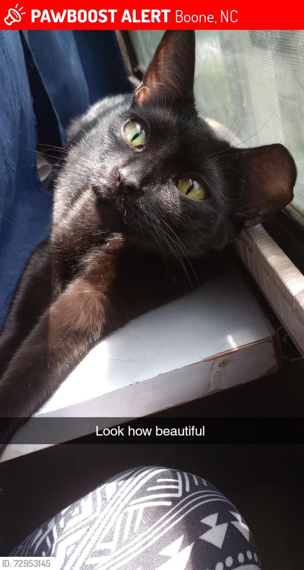 Lost Female Cat last seen Near Hwy 194 N lot 9 boone nc 28607 , Boone, NC 28607