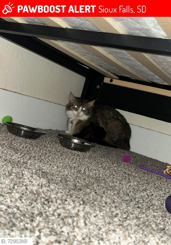 Lost Female Cat last seen 33rd and Norton , Sioux Falls, SD 57105