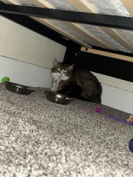 Lost Female Cat last seen 33rd and Norton , Sioux Falls, SD 57105