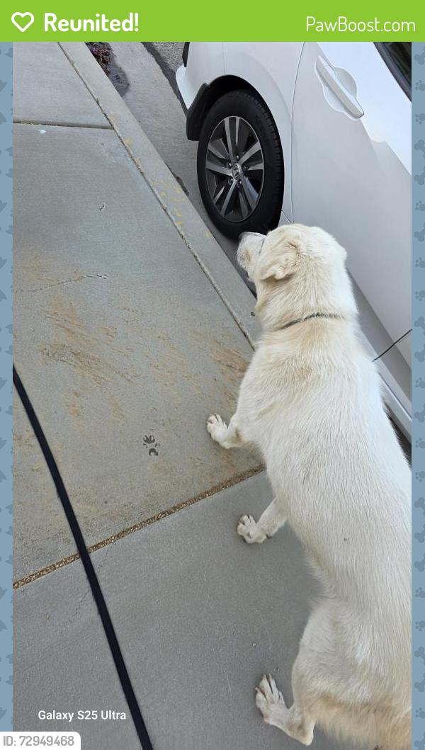 Reunited Female Dog last seen J5 and 70th, Lancaster, CA 93536