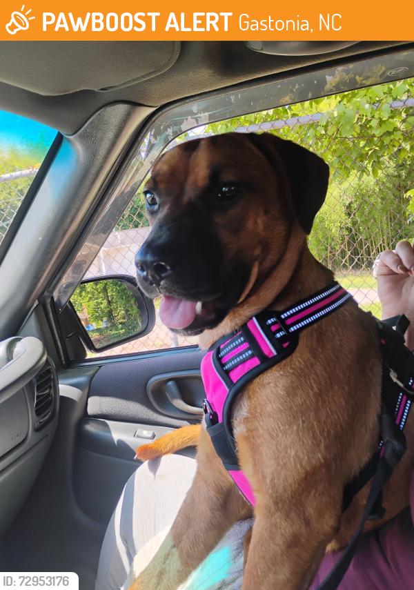Found/Stray Female Dog last seen Chapel Grove road , Gastonia, NC 28052