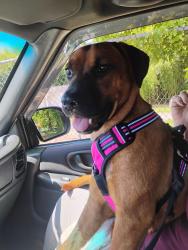 Found/Stray Female Dog last seen Chapel Grove road , Gastonia, NC 28052