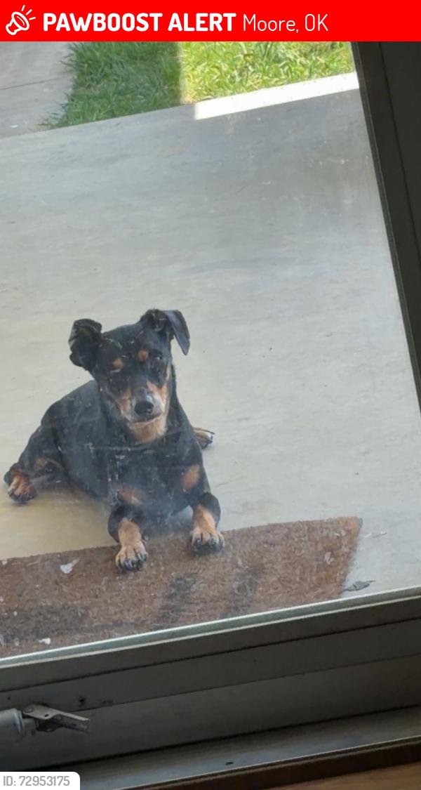 Lost Male Dog last seen markwell and NW 6th st near south gate elementary , Moore, OK 73160