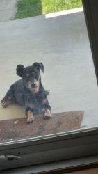 Lost Male Dog last seen markwell and NW 6th st near south gate elementary , Moore, OK 73160