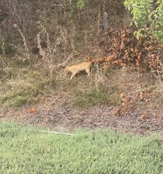 Found/Stray Unknown Cat last seen Beacon Cove apmts, Chula Vista, CA 91910