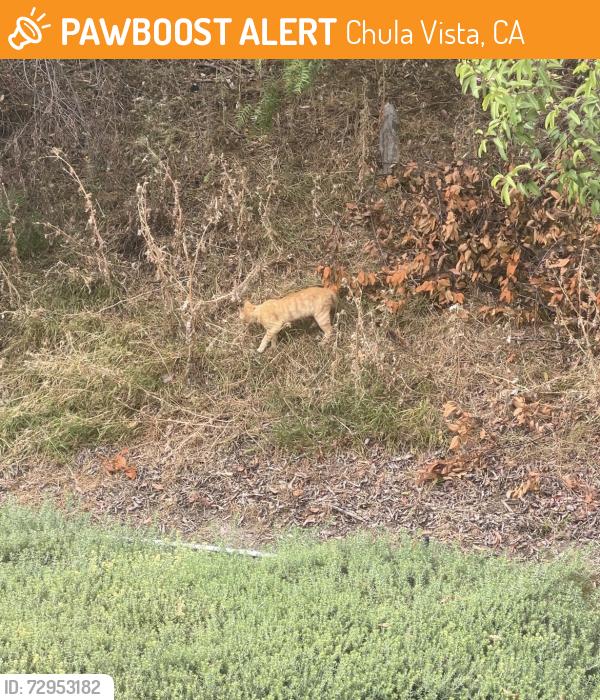 Found/Stray Unknown Cat last seen Beacon Cove apmts, Chula Vista, CA 91910